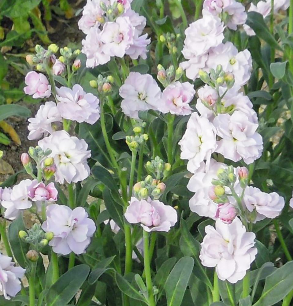 ストック 【公式】JA高知県 ｜県産品の通販も