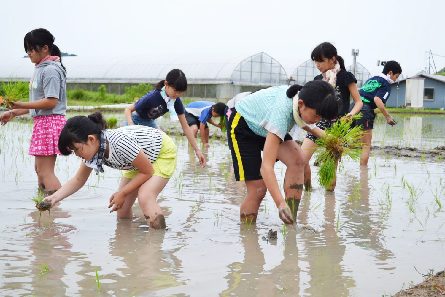 児童がもち米植え付け - 【公式】JA高知県