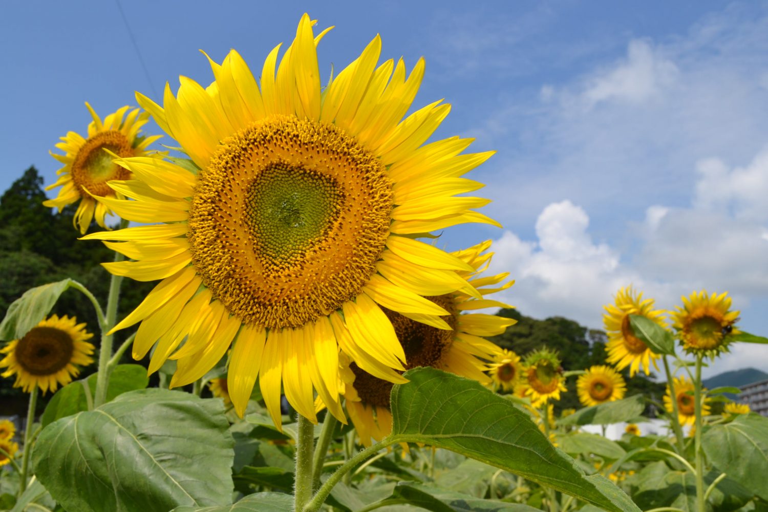 ひまわり　 ヒマワリが見頃です - 【公式】JA高知県