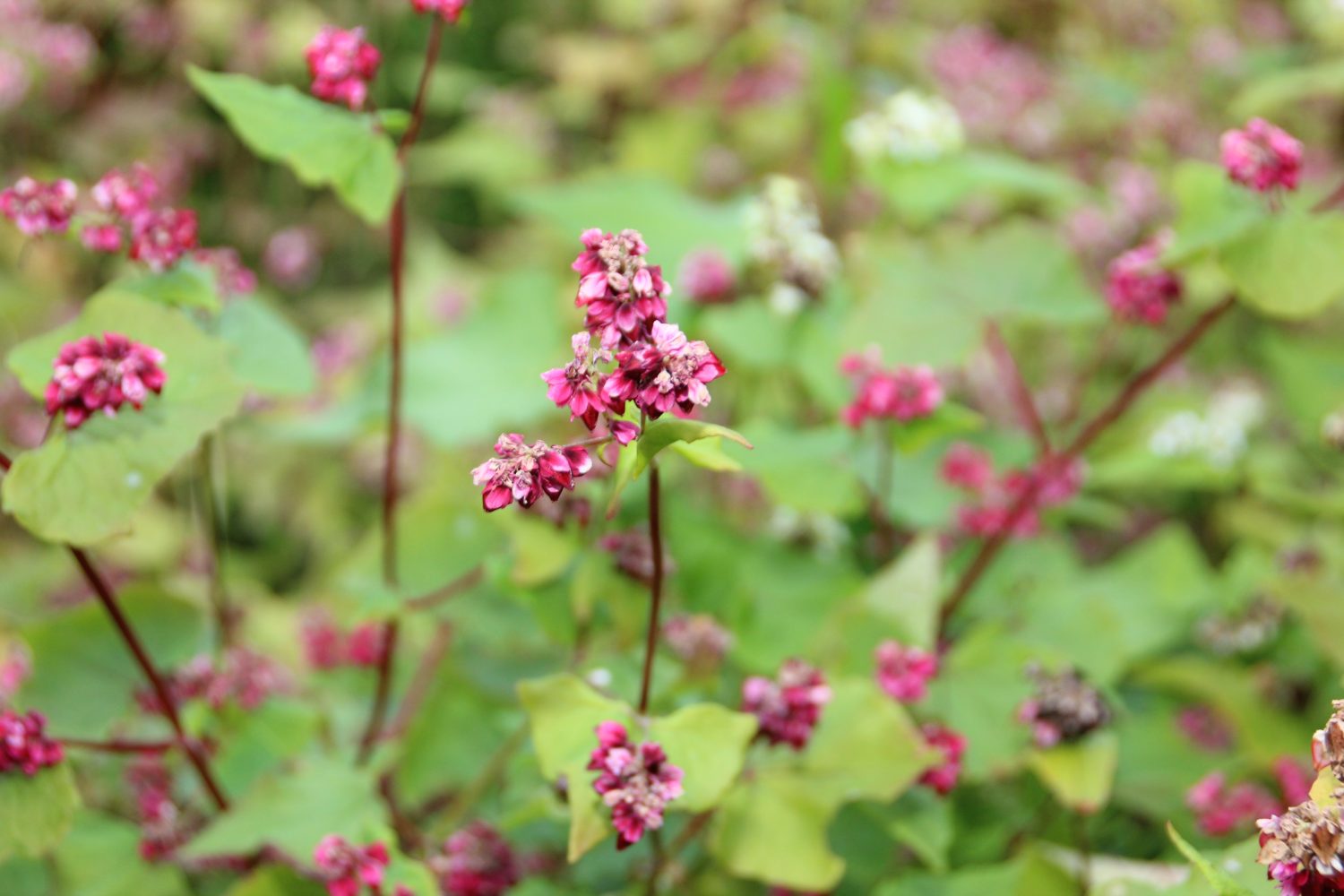 そばの花を見ながら、そばを食べようの外観