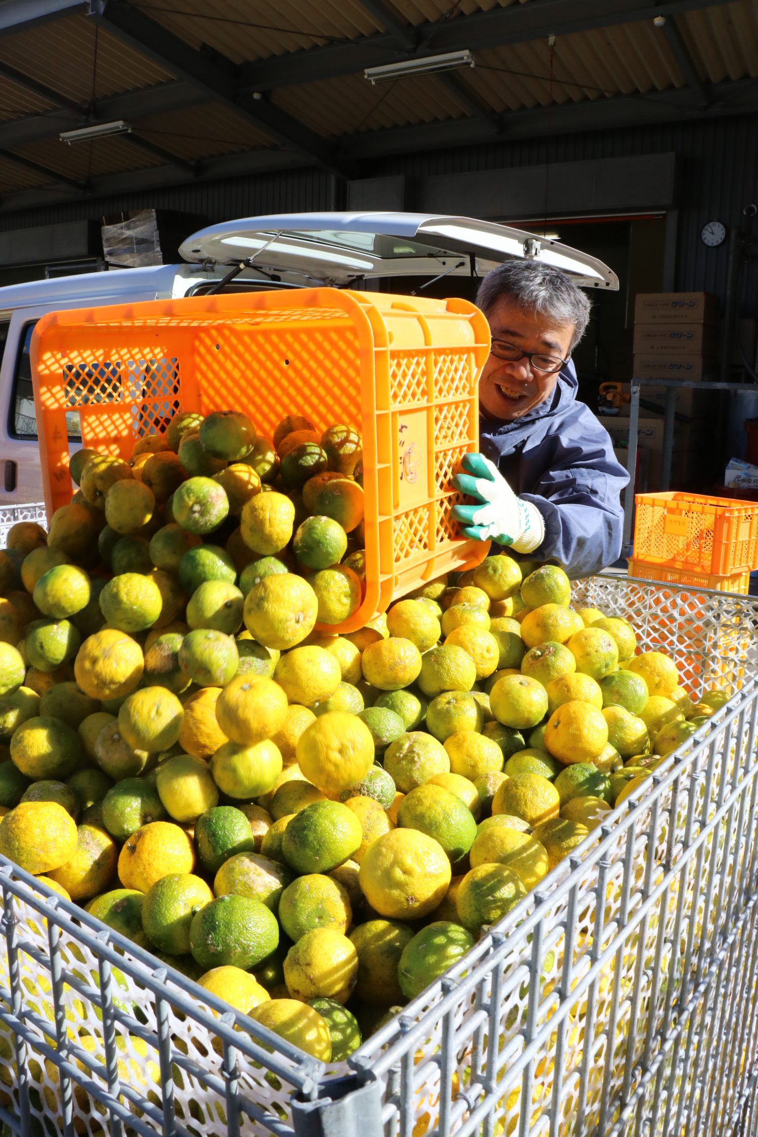 ゆずの受け込み最盛期です！ - 【公式】JA高知県
