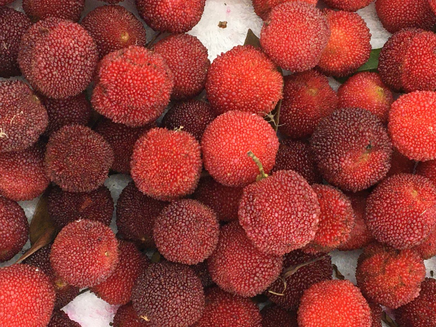 今が旬！ごとおち市で「ヤマモモ」販売中！ - 【公式】JA高知県