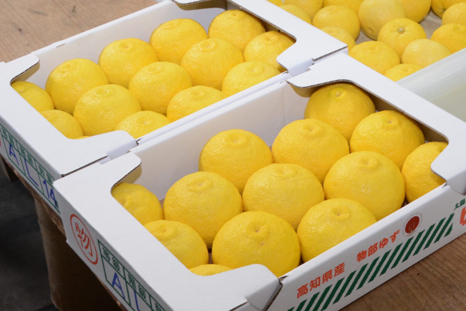 カラーリングゆず 出荷中 - 【公式】JA高知県