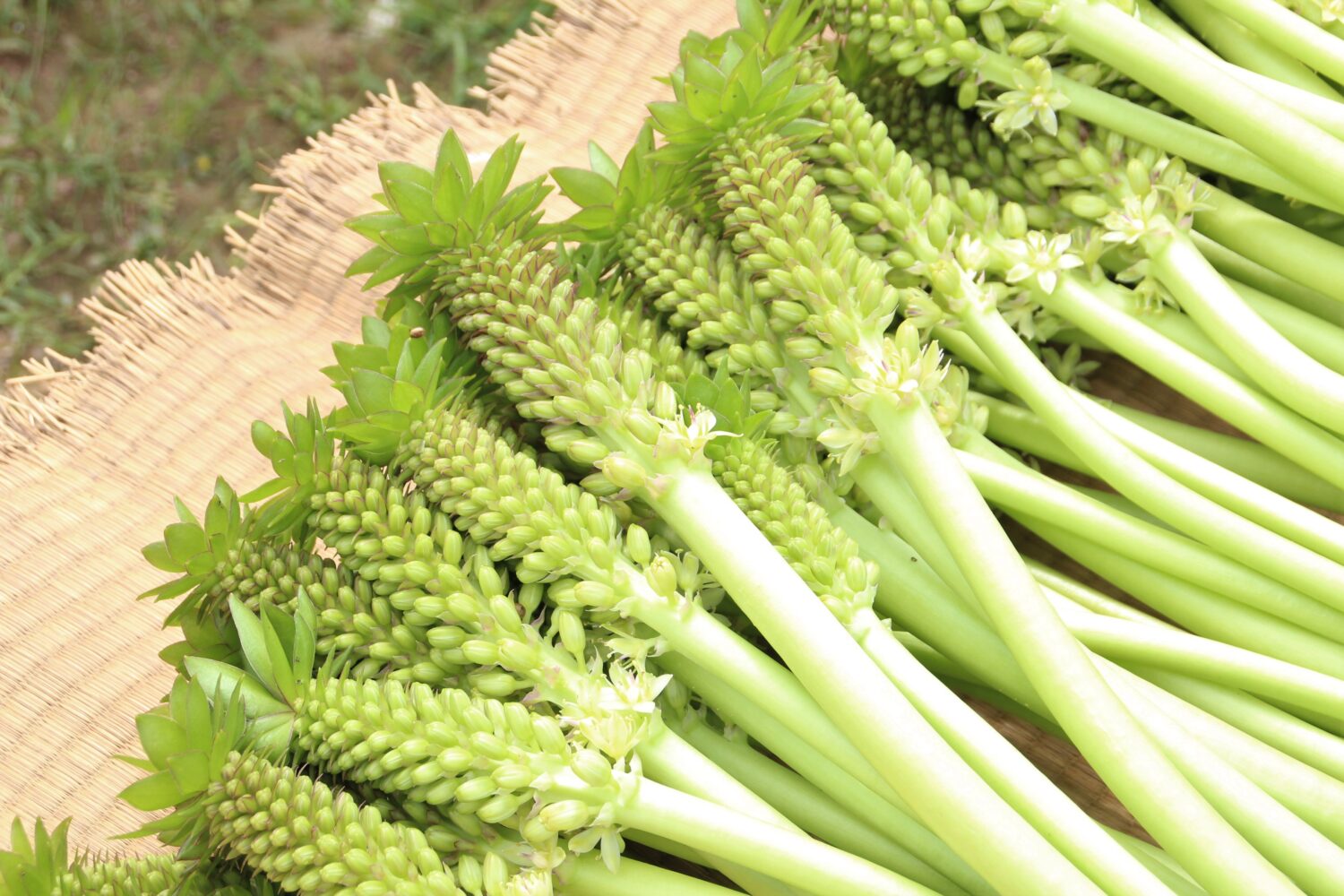パイナップルリリー収穫最盛期🍍の写真(高知県高知市)