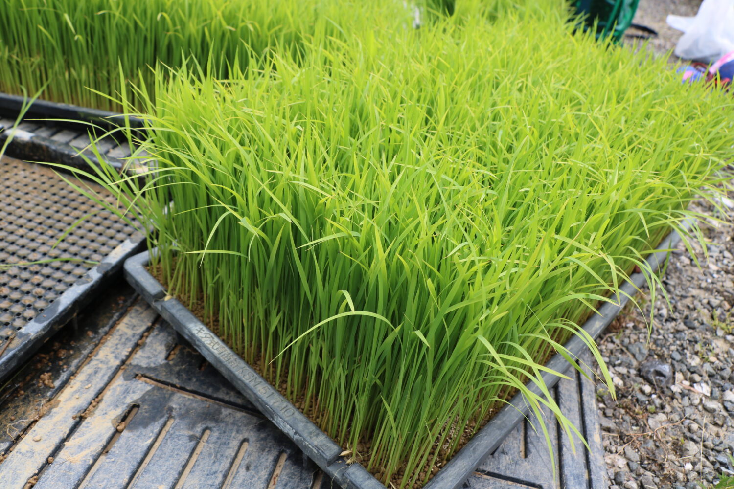 岡豊小学校田植えに挑戦!!の外観
