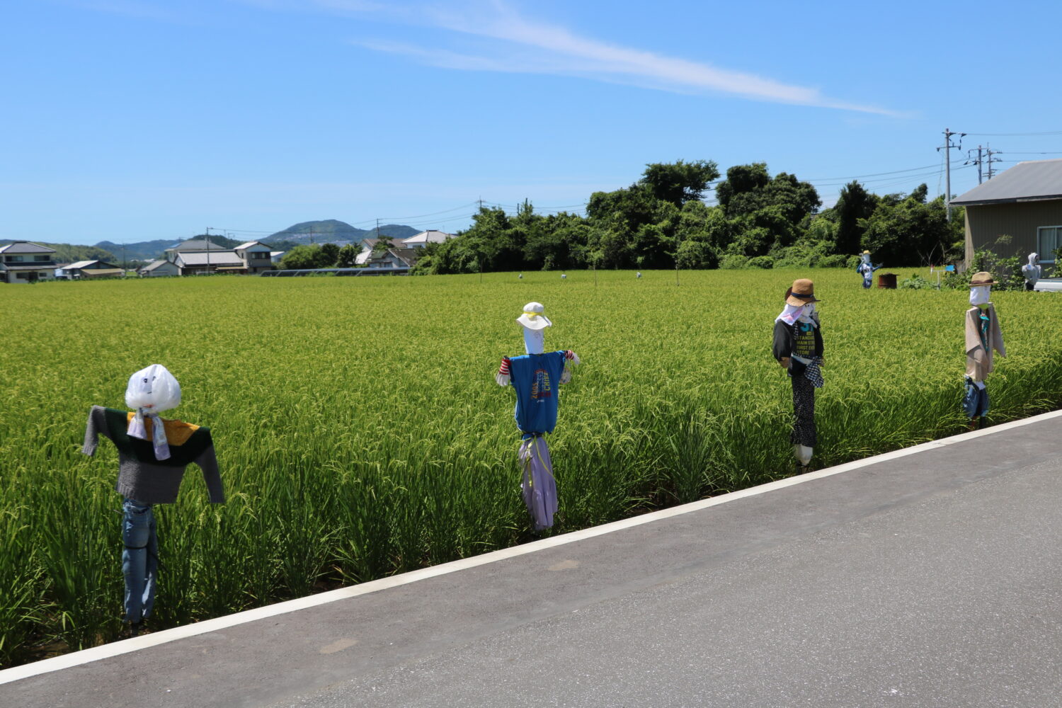稲刈り前に、手作りのかかし設置の写真(高知県高知市)