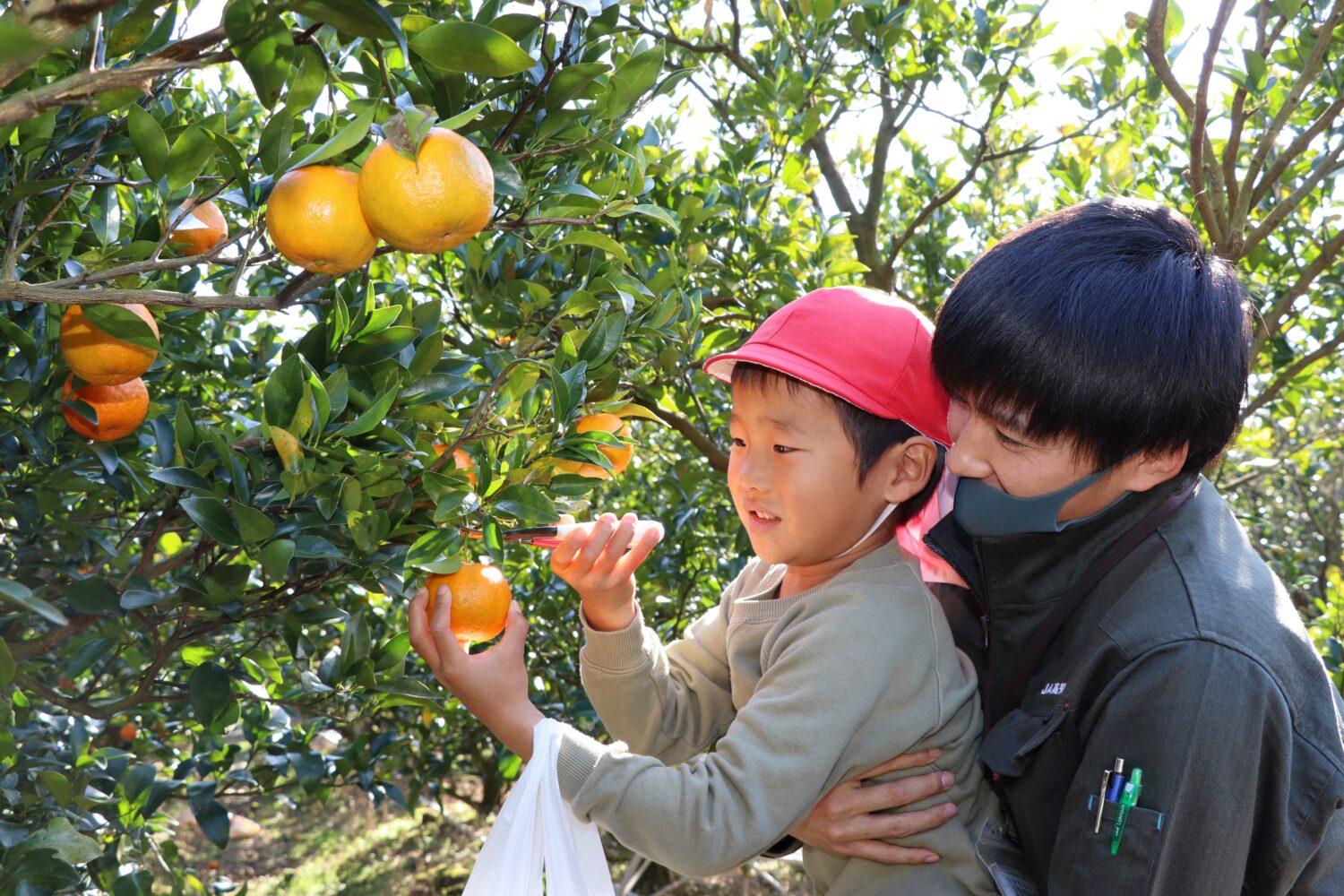 ポンカン大好き！東洋町で園児が収穫体験🍊 - 【公式】JA高知県