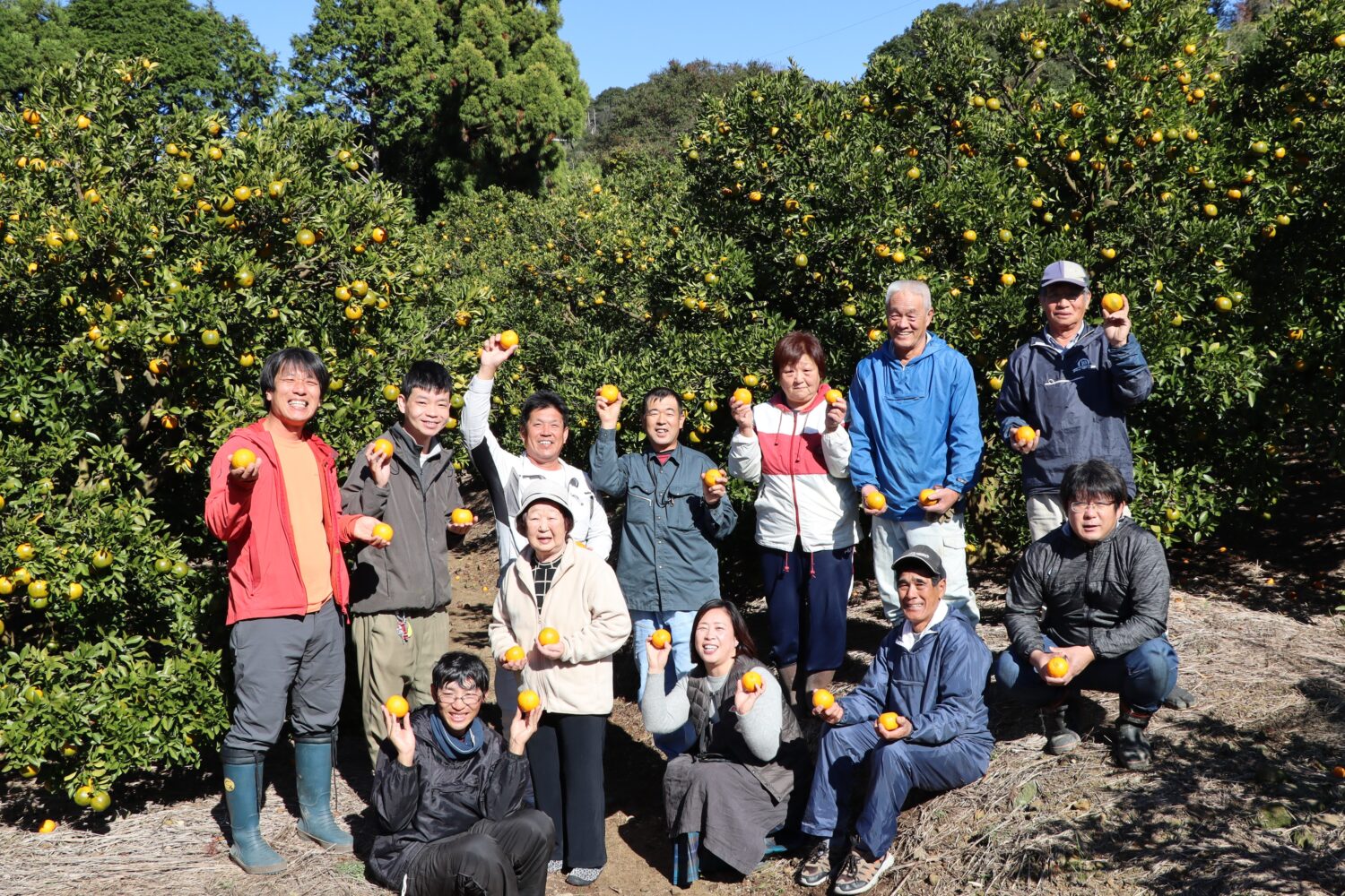 東洋町ポンカン動画公開🍊🍊🍊の写真(高知県高知市)
