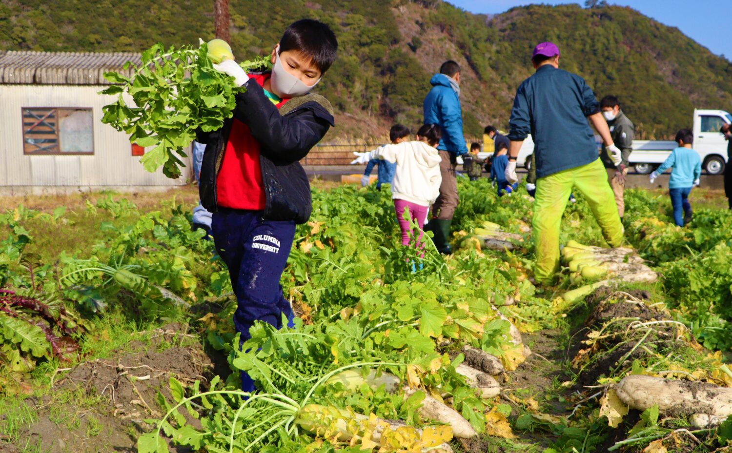 児童と大切に育てたダイコンの収穫と漬物作り🍁の写真(高知県高知市)