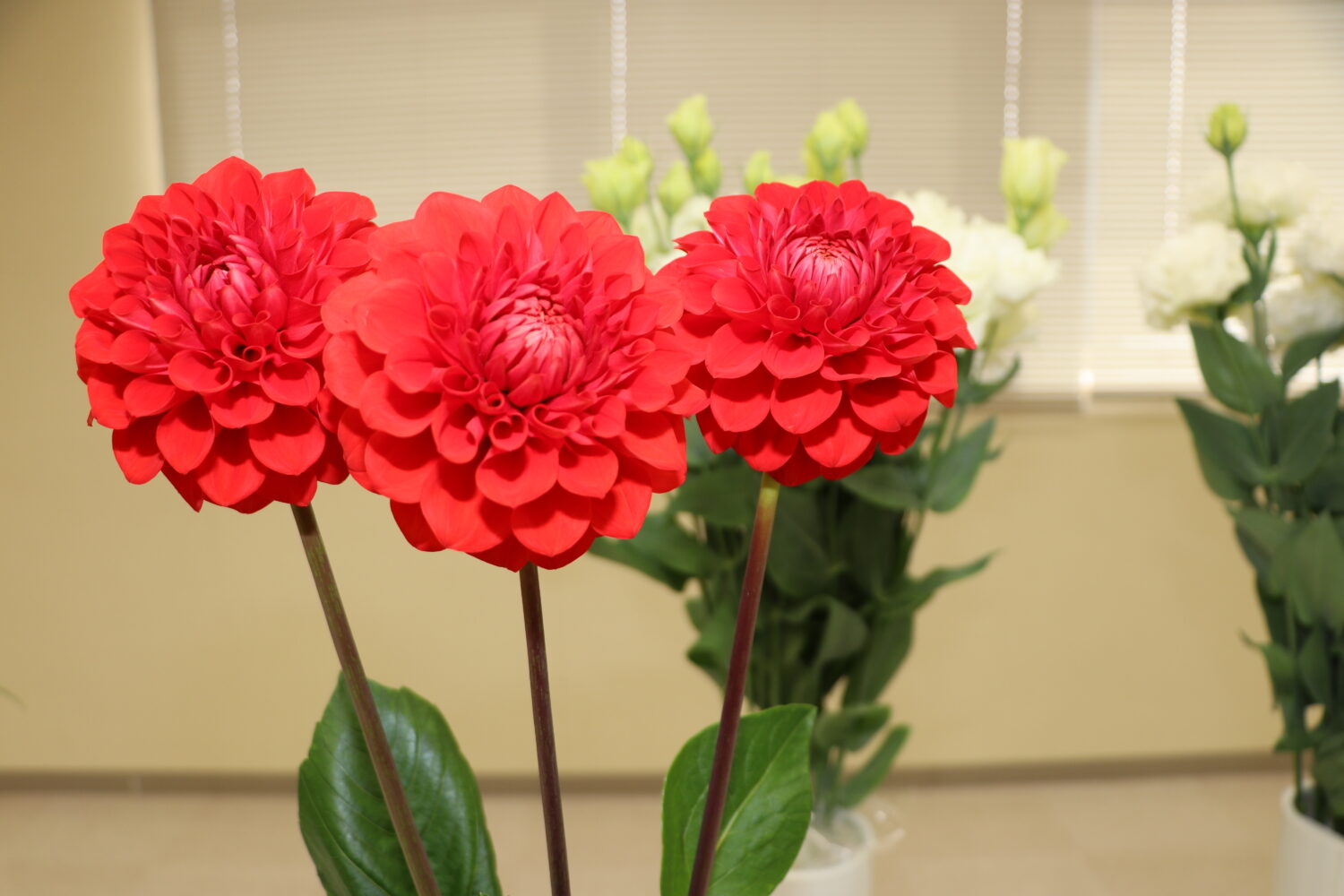 ⚘芸西支部園芸研究会農産物品評会開催⚘ - 【公式】JA高知県