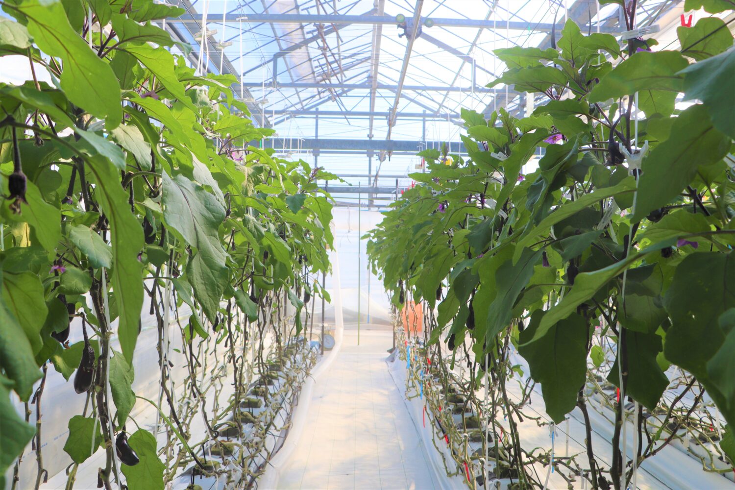 女性生産者の視察研修🍆の写真(高知県高知市)