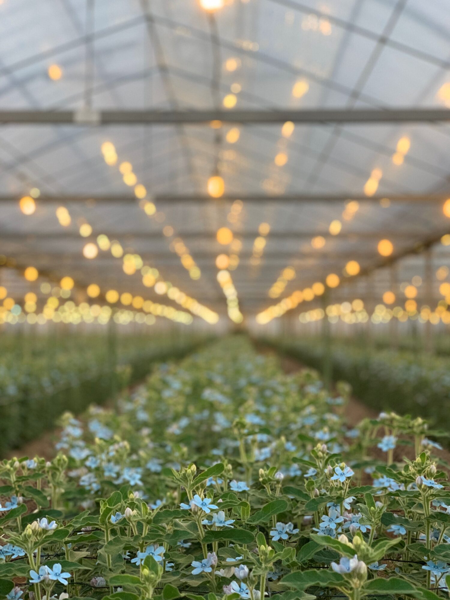 出荷量・生産量全国1位✨ 幸せを呼び込むオキシペタラム（ブルー