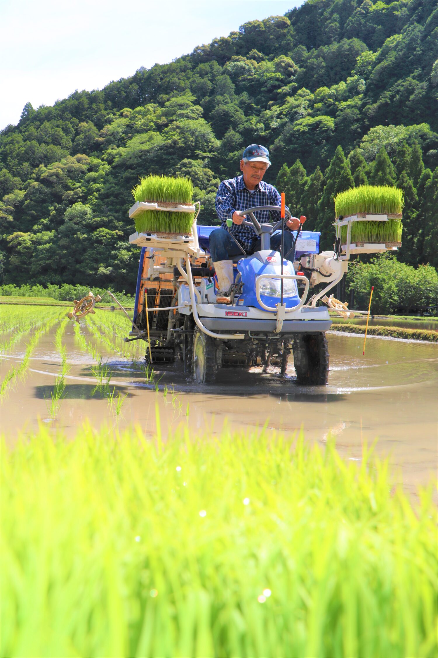 ぎんのゆめ田植え・日常に日本酒を🍶の写真(高知県高知市)