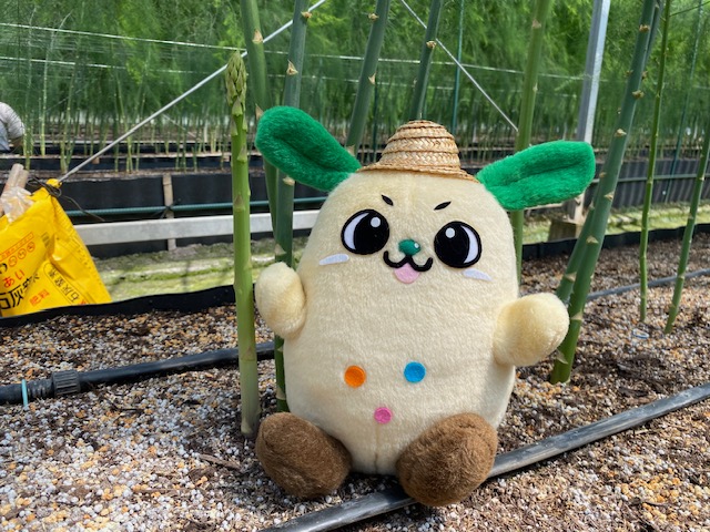 テレビ高知「とさベジキッチン！」放送♪ 6月はアスパラガスです