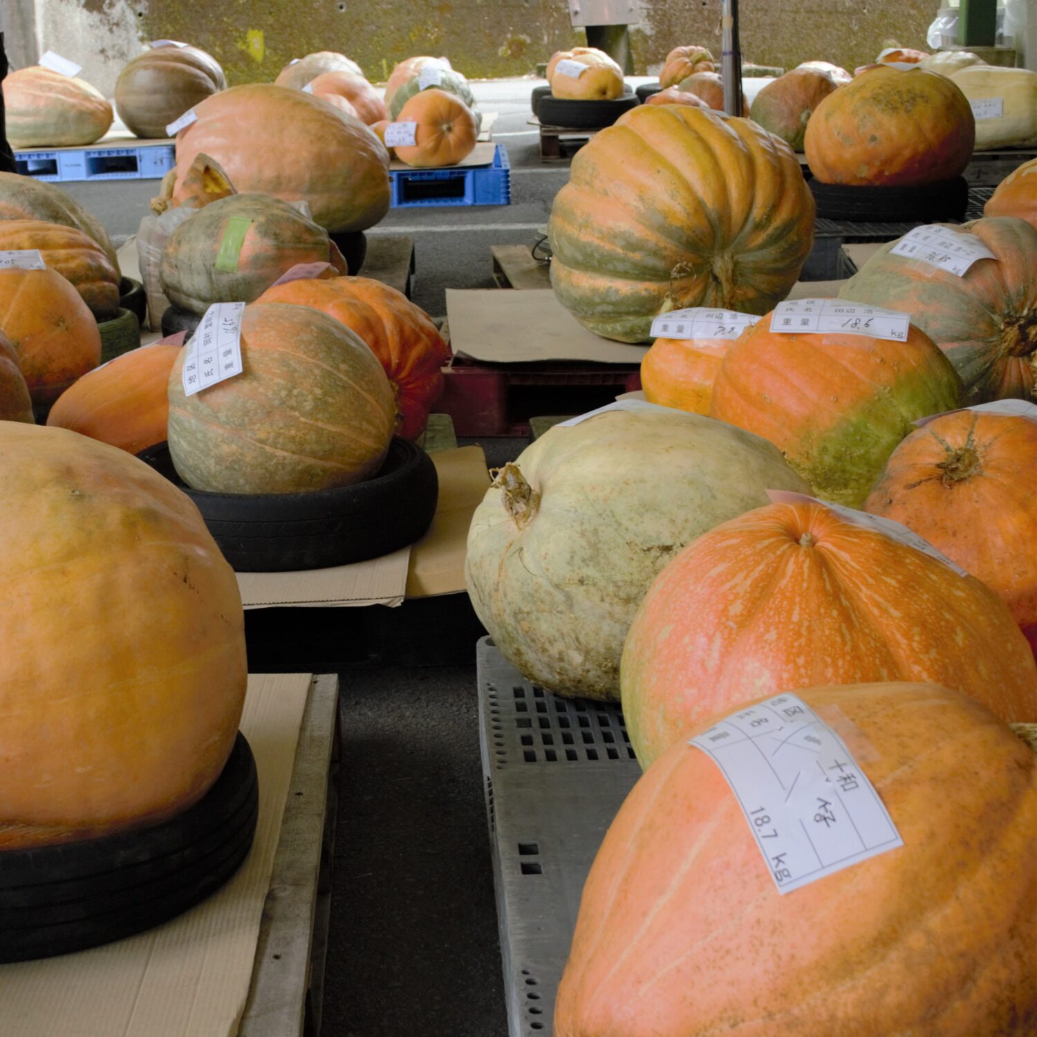 第36回がいにビックリたまげた大会！ - 【公式】JA高知県