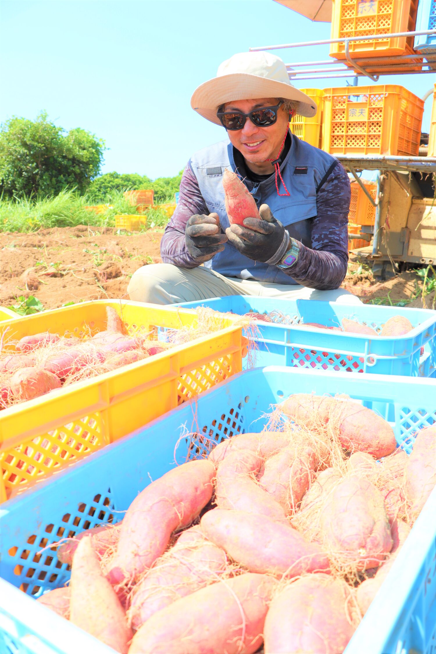 西山きんとき」収穫最盛期🍠✨ - 【公式】JA高知県