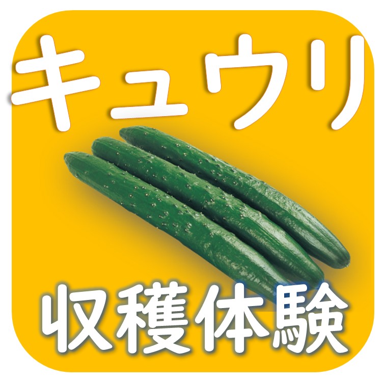 農業に興味のある方へ きゅうり収穫体験のご案内 - 【公式】JA高知県