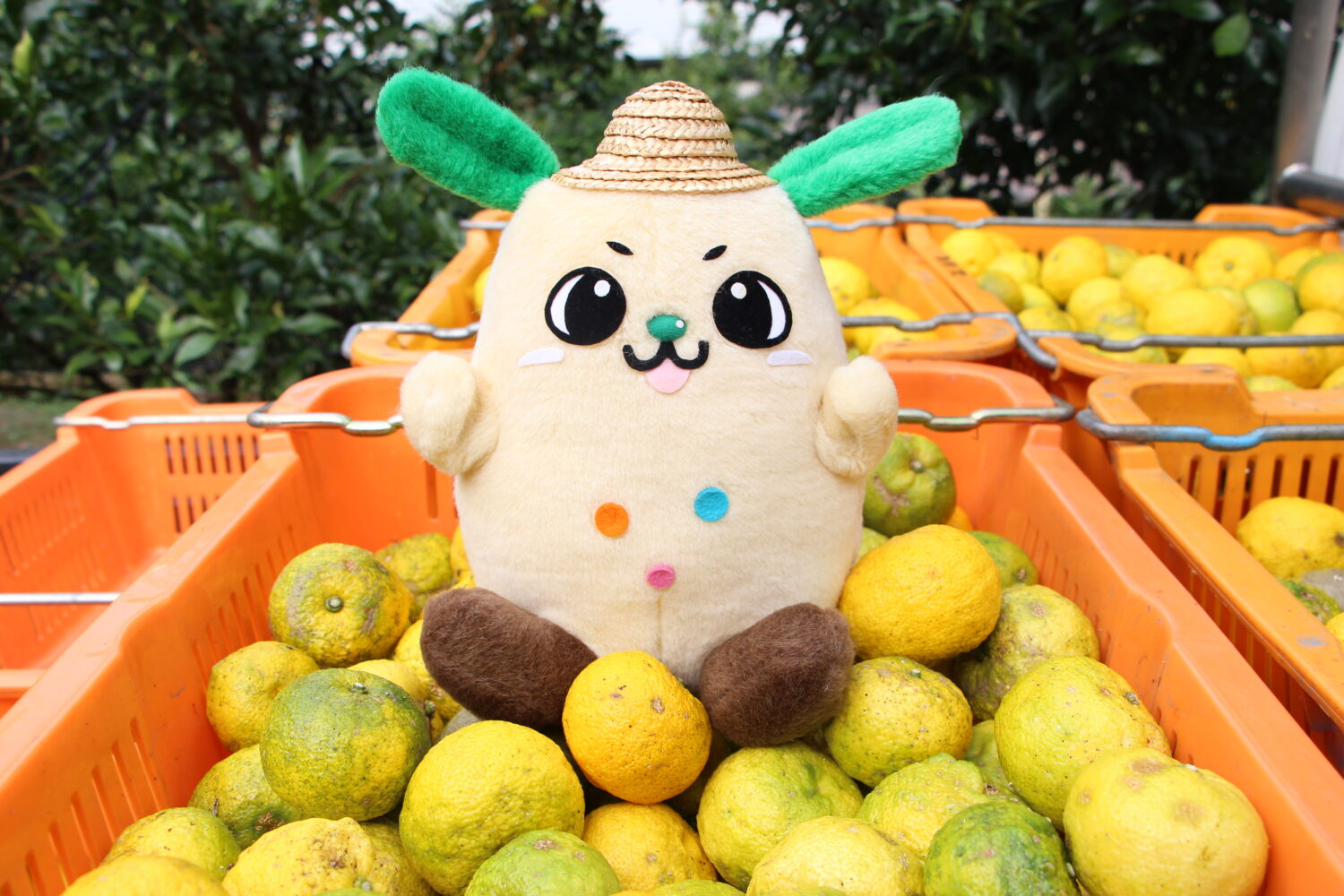 RKC高知放送「あぐりtime マルシェどき！」 1月はユズです♪ - 【公式