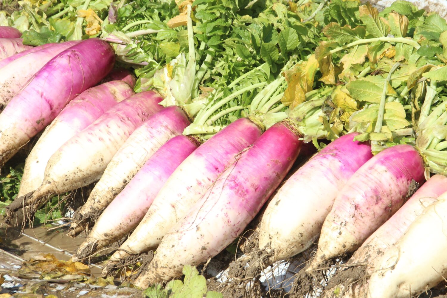 伝統野菜の入河内ダイコン収穫開始!!の写真(高知県高知市)
