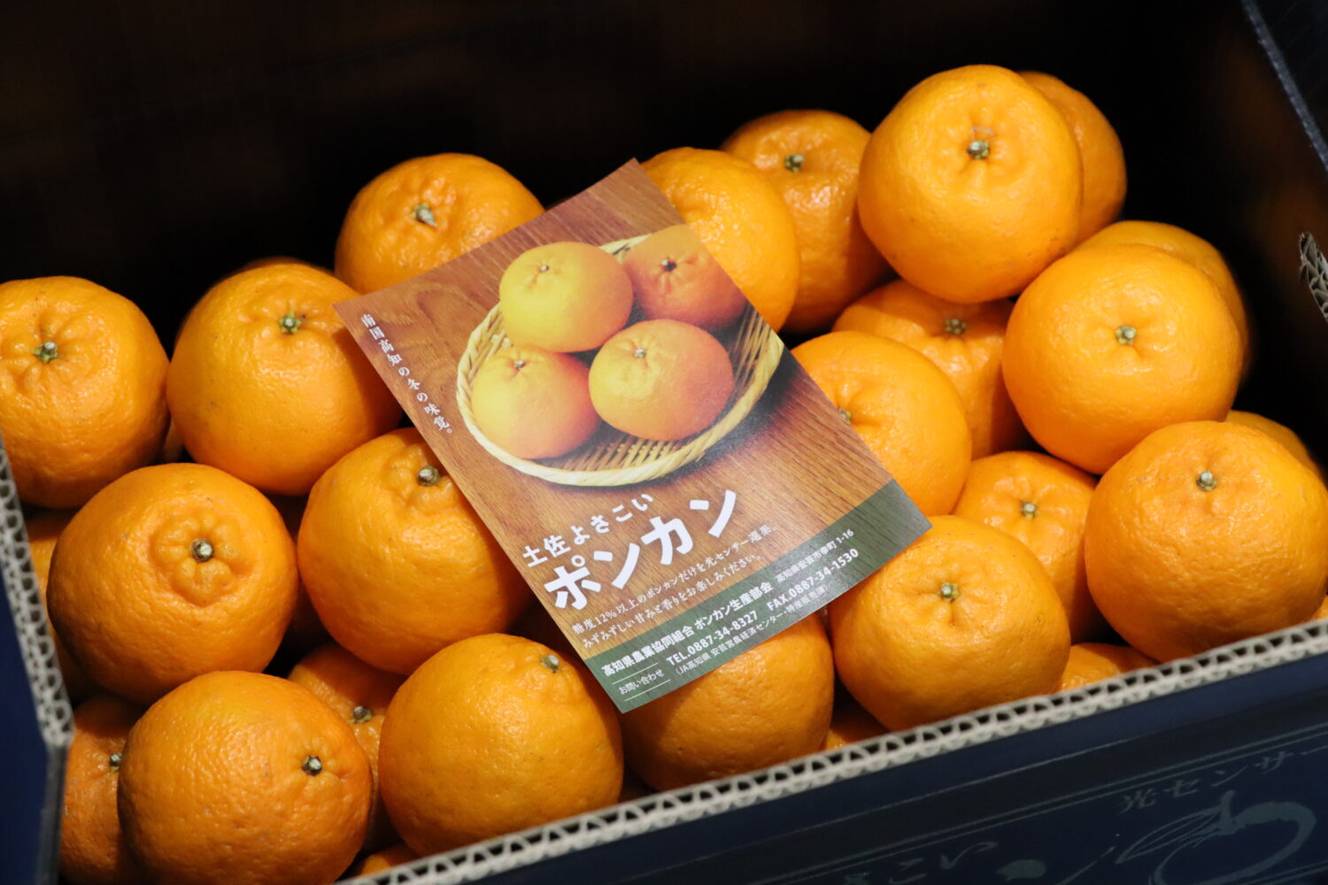 果樹部・ポンカン収穫マニュアル作成🍊の写真(高知県高知市)