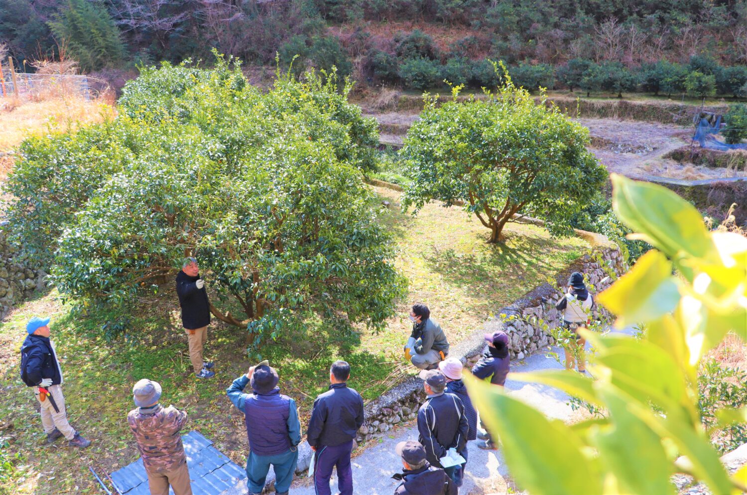 生産量日本一を誇るユズ産地で剪定始まり🌳✂の写真(高知県高知市)
