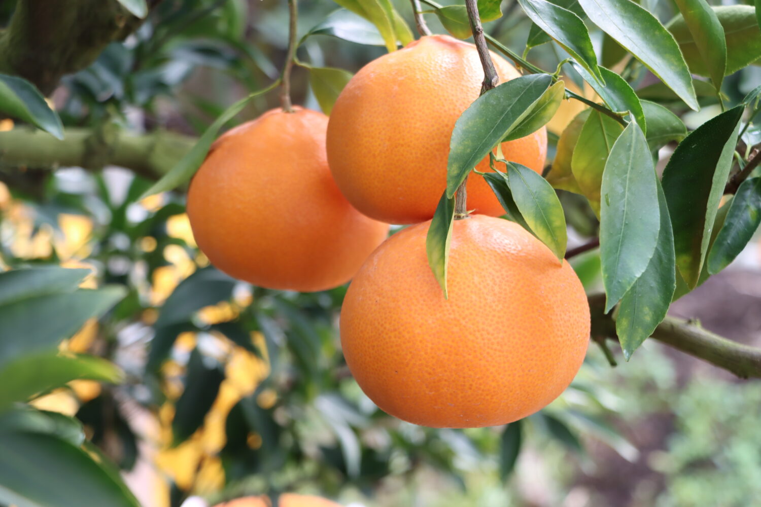 果汁たっぷり！温室せとか収穫最盛🍊 - 【公式】JA高知県