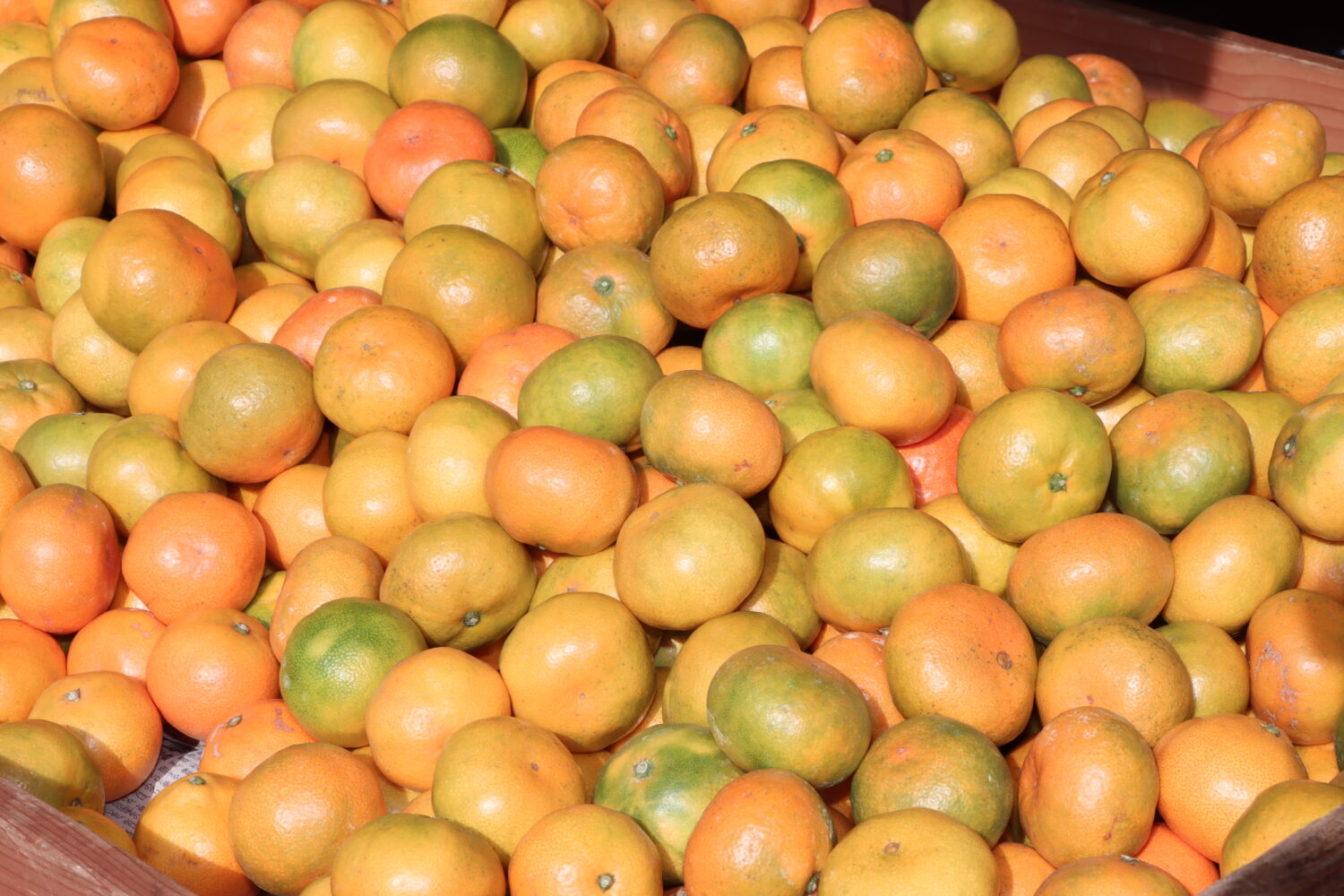 山北みかんこもれびマルシェ🍊の写真(高知県高知市)