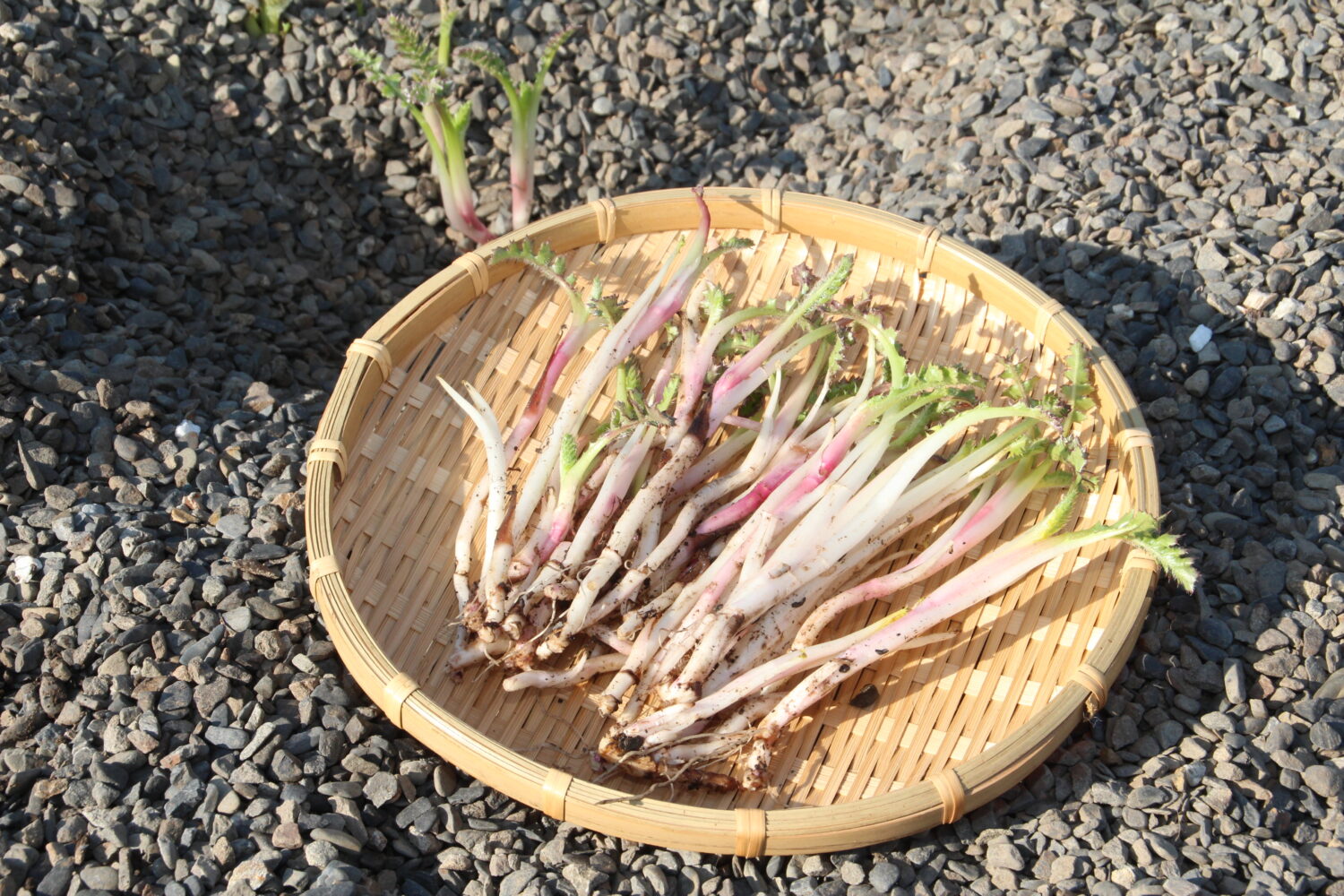 室戸早春の味「浜アザミ」収穫最盛期🌊の写真(高知県高知市)